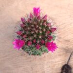 Mammillaria Polythele