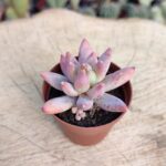 Pachyphytum longifolium