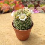 Mammillaria Polythele (Beyaz Çiçek)