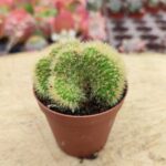 Hildewintera aureispina cristata