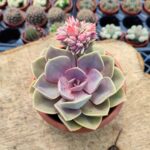 Echeveria perle von berg