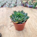 Echeveria Frework