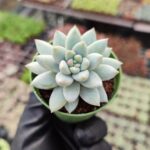 Echeveria estrella