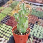 Cereus Peruvianus Monstrosus