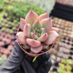 Agavoides romeo rubin