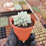 Echeveria Apus Cristata