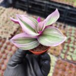 Tradescantia Nanouk Pembe Telgraf