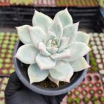 Echeveria colorata