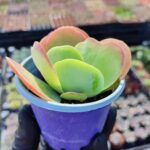 Kalanchoe thyrsiflora