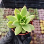 Agavoides lipstick