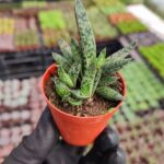 Gasteria Liliputana Flamingo