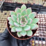Echeveria Apus