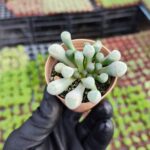 Bebek Parmağı Sukulent