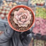 Echeveria Ssp. Sukulent