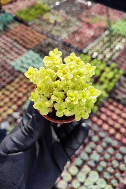 Japon Sedum Sukulent