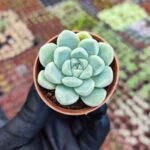 Echeveria elegans albicans
