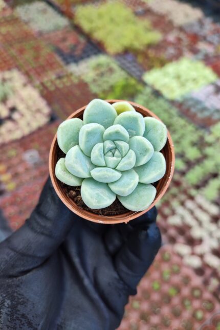 Echeveria elegans albicans