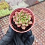 Echeveria Pink Ruby