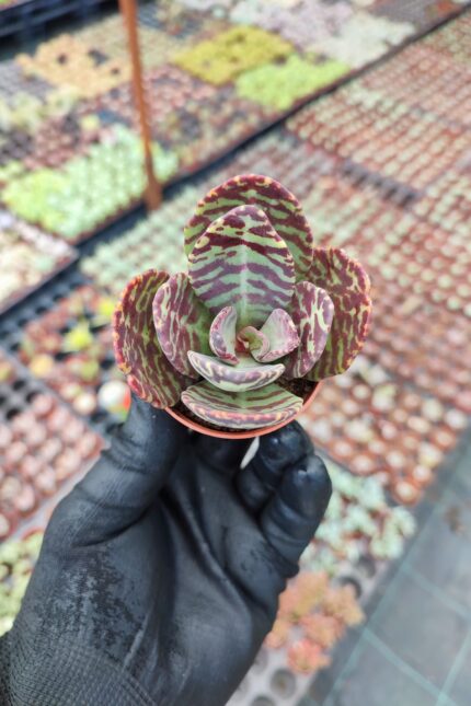 Kalanchoe Humilis