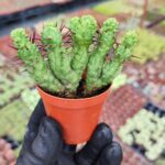 Euphorbia monstrose cristata