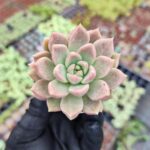 Echeveria Arze