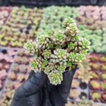 Cremnosedum Little gem