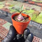 Scilla Socialis -Kamuflaj Yapraklı