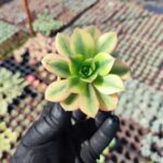 Aeonium Starburst