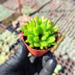 Orostachys spinosa-Binbir Surat