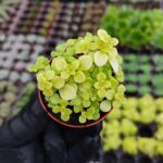 Japon Sedum Sukulent