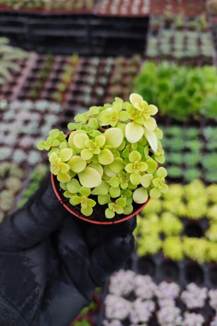 Japon Sedum Sukulent