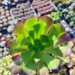 Aeonium velour