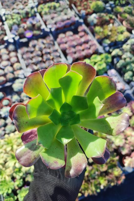 Aeonium velour