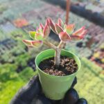 Echeveria pulvinata devotion