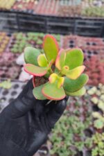 Crassula ovata variegata - Görsel 2