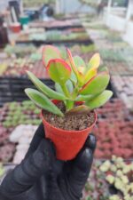 Crassula ovata variegata