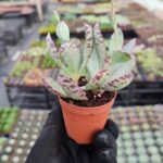 Kalanchoe Humilis