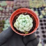 Echeveria elegans albicans