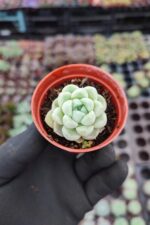 Echeveria elegans albicans