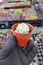 Echeveria elegans albicans - Görsel 2