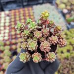 Cremnosedum Little gem