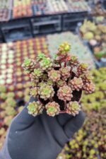 Cremnosedum Little gem