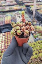 Cremnosedum Little gem - Görsel 2