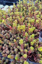 Cremnosedum Little gem - Görsel 3