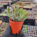 Euphorbia monstrose cristata