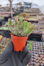 Euphorbia monstrose cristata