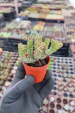 Euphorbia monstrose cristata - Görsel 2