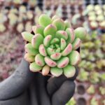 Echeveria Pink Ruby