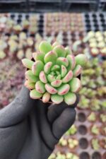 Echeveria Pink Ruby