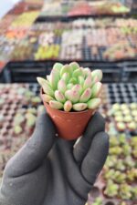 Echeveria Pink Ruby - Görsel 2